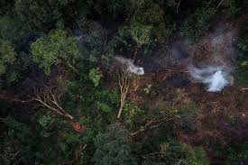 Déforestation alarmante : le bassin du Congo, deuxième poumon de la planète en péril