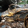 Les crocodiles nains à peau orange du Gabon évoluent vers une nouvelle espèce