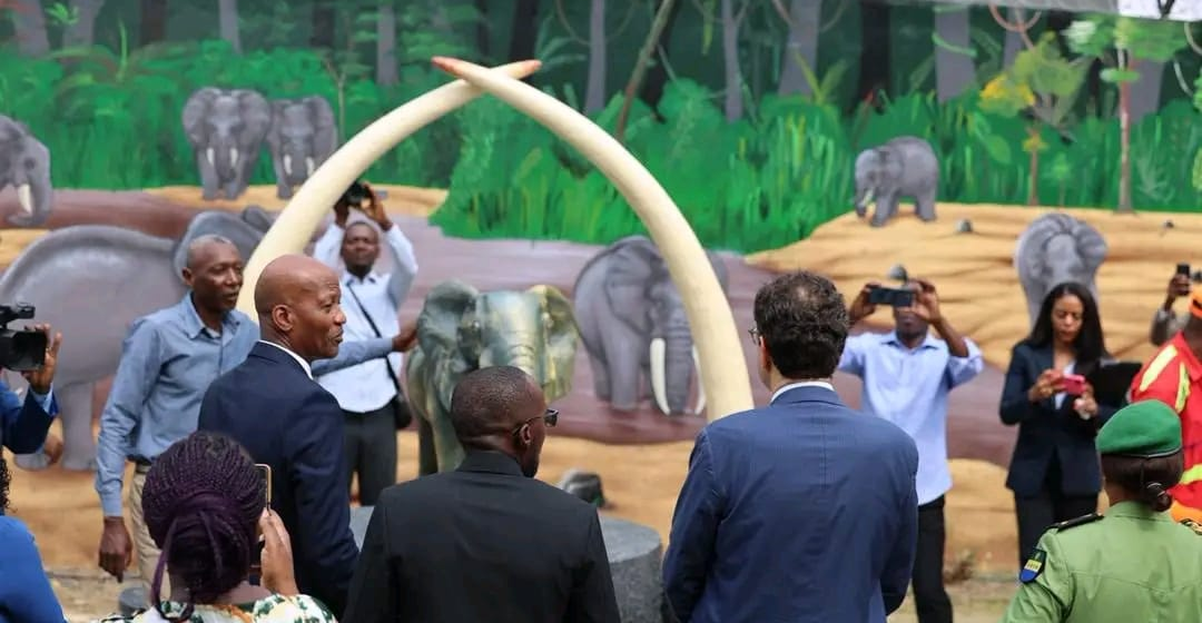 Lutte contre la criminalité faunique: le Gabon se dote d&rsquo;une Salle de stockage d’Ivoire