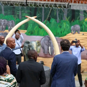 Lutte contre la criminalité faunique: le Gabon se dote d&rsquo;une Salle de stockage d’Ivoire
