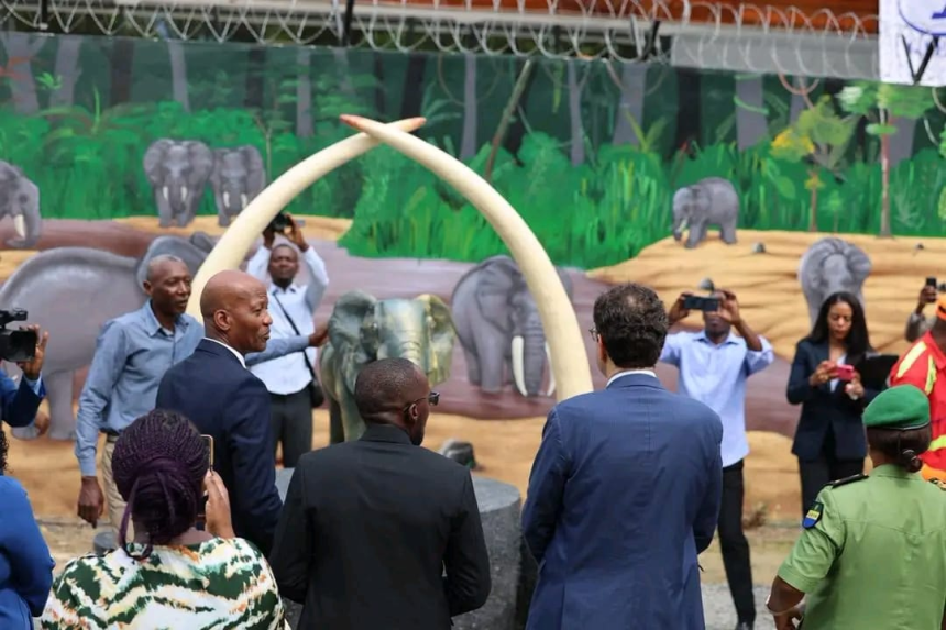 Lutte contre la criminalité faunique: le Gabon se dote d&rsquo;une Salle de stockage d’Ivoire