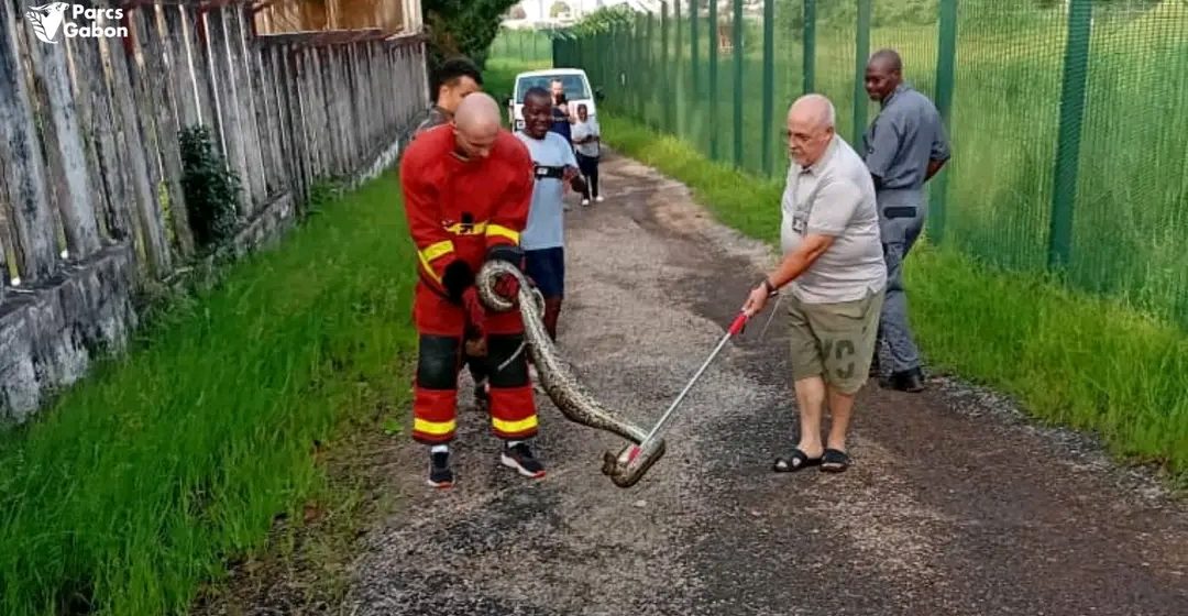 1775639822475 Akanda: un python capturé puis réintroduit dans le parc