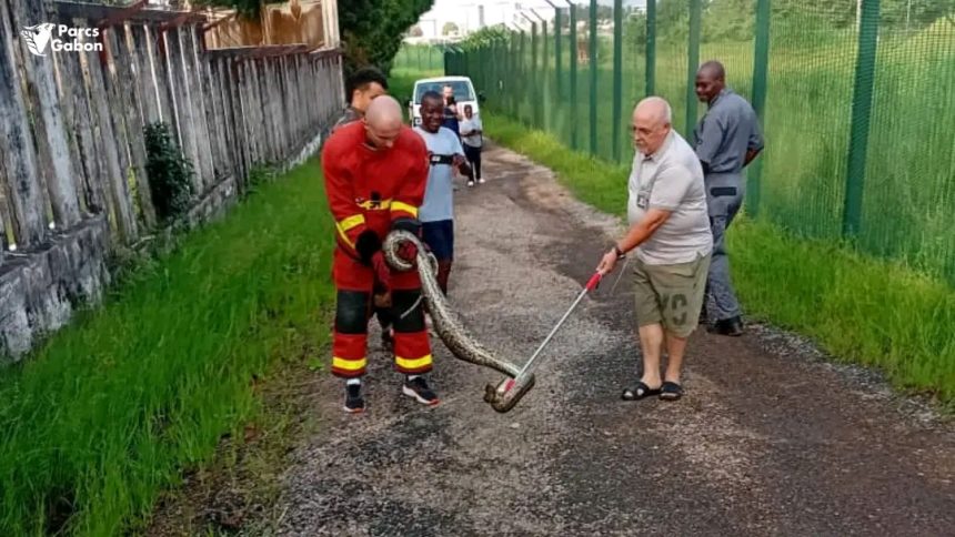 Akanda: un python capturé puis réintroduit dans le parc