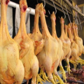 Interdiction de l&rsquo;importation de poulet de chair: Ver l&rsquo;atteinte des objectifs de janvier 2027