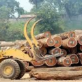 Eaux et forêts: mise en vente aux enchères de lots de bois saisie dans la province de la Ngounié
