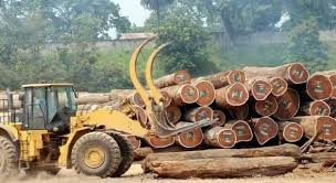 image Eaux et forêts: mise en vente aux enchères de lots de bois saisie dans la province de la Ngounié