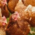 Importation de poulet de chair : le Gabon accélère la mise en oeuvre du plan d&rsquo;interdiction