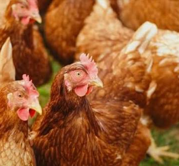image Importation de poulet de chair : le Gabon accélère la mise en oeuvre du plan d’interdiction