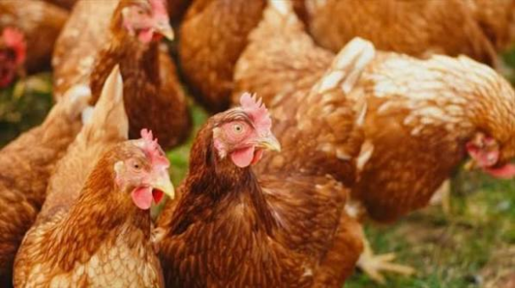 Importation de poulet de chair : le Gabon accélère la mise en oeuvre du plan d&rsquo;interdiction