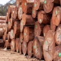 Filière Forêt-Bois au Gabon: vers la relance durable de ce secteur stratégique de l’économie nationale